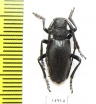 Eodorcadion tuvense  Russia, Tuva reg. - INSECTS-STORE.RU