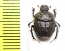 Gymnopleurus sp.  South Africa Rep. - INSECTS-STORE.RU