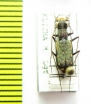 Lophyra atkinsoni  Myanmar - INSECTS-STORE.RU