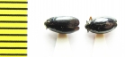 Gyrinus aeratus  Belorussia - INSECTS-STORE.RU