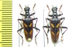 Rhagium bifasciatum  Russia, Krasnodar reg. - INSECTS-STORE.RU