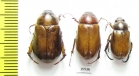 Melolonthinae sp.  Tanzania - INSECTS-STORE.RU