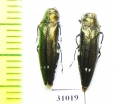 Agrilus biguttatus  Russia, Kaluga reg. - INSECTS-STORE.RU