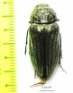 Gyascutus planicosta obliteratus, female  USA - INSECTS-STORE.RU