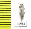 Cerambycidae sp.  South Africa Rep. - INSECTS-STORE.RU