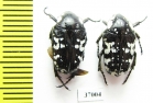 Cetoniinae sp.  South Africa Rep. - INSECTS-STORE.RU