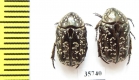 Cetoniinae sp.  Zambia - INSECTS-STORE.RU