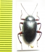 Amarygmus ledermanni  Indonesia, Papua - INSECTS-STORE.RU