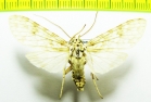 Erebidae sp.  Bolivia - INSECTS-STORE.RU