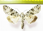 Polia goliath  Russia, Far East - INSECTS-STORE.RU