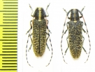 Agapanthia dahli, pair  Russia, Krasnodar reg. - INSECTS-STORE.RU