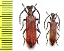 Corennys ? caduca, pair  China, Sichuan prov. - INSECTS-STORE.RU