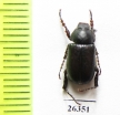 Hemictenius tarsalis, male  Tajikistan - INSECTS-STORE.RU