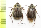 Melolonthinae sp.  Botswana - INSECTS-STORE.RU