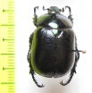 Oogenius chilensis  Chile - INSECTS-STORE.RU