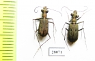 Myriochila jucunda, pair  Oman - INSECTS-STORE.RU