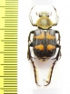 Epitrichius ? cupreipes  China, Guangxi prov. - INSECTS-STORE.RU