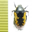 Phoxomela umbrosa  South Africa Rep. - INSECTS-STORE.RU