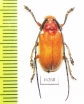 Thermonotus ruber  Laos - INSECTS-STORE.RU