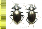 Tenebrionidae sp.  Australia - INSECTS-STORE.RU