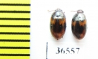 Platydema sp.  Malaysia, Borneo - INSECTS-STORE.RU