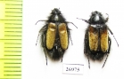 Eulasia sp.  Iran, Khorasan prov. - INSECTS-STORE.RU