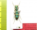 Physodeutera murzini  Madagascar  PARATYPUS - INSECTS-STORE.RU
