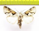 Noctuidae sp.  Honduras - INSECTS-STORE.RU