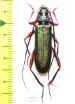 Aromia moschata cruenta, male  Tajikistan - INSECTS-STORE.RU