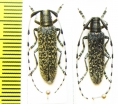 Agapanthia daurica  Russia, Far East - INSECTS-STORE.RU
