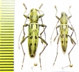 Demonax cuneatus  China, Sichuan prov. - INSECTS-STORE.RU