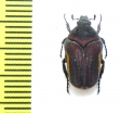 Clinteria cinctipennis  Indonesia, Java - INSECTS-STORE.RU