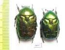 Protaetia marginicollis  Uzbekistan - INSECTS-STORE.RU