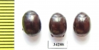 Melolonthinae sp.  Ethiopia - INSECTS-STORE.RU