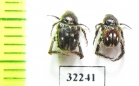 Hopliini sp.  South Africa Rep. - INSECTS-STORE.RU