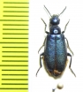 Cabalia rubriventris  Morocco - INSECTS-STORE.RU
