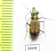 Calomera fischeri elongatosignata  Oman - INSECTS-STORE.RU