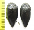 Sternocera orissa  Zambia - INSECTS-STORE.RU