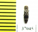Agrilus sp.  South Africa Rep. - INSECTS-STORE.RU
