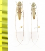 Cerambycidae sp.  South Africa Rep. - INSECTS-STORE.RU