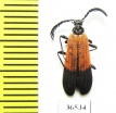 Pyrochroidae sp.  Indonesia, Kalimantan - INSECTS-STORE.RU