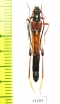 Necydalis ulmi, male  France - INSECTS-STORE.RU