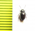 Tenebrionidae sp.  Indonesia, Papua - INSECTS-STORE.RU