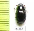Tenebrionidae sp.  Malaysia, Borneo - INSECTS-STORE.RU