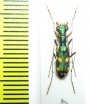 Physodeutera murzini  Madagascar   - INSECTS-STORE.RU