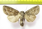 Polia tiefi  Russia, Altai reg. - INSECTS-STORE.RU