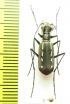 Calochroa discrepans  Sri Lanka - INSECTS-STORE.RU