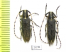 Agapanthia muellneri, pair  Kirgizstan - INSECTS-STORE.RU