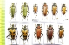 Lepturobosca virens, Pachyta quadrimaculata, Stictoeptura rubra, S.tonsa  Russia - INSECTS-STORE.RU