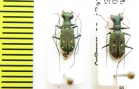 Cylindera discreata  Indonesia, Ceram isl. - INSECTS-STORE.RU